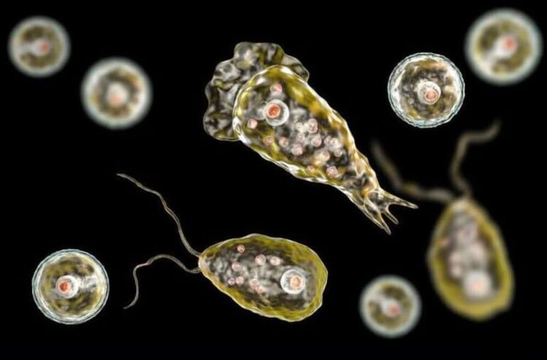 Negleria Fowler